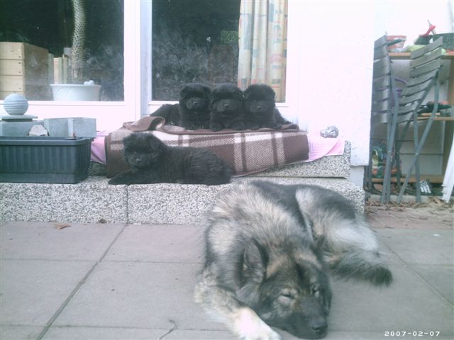 Branca mit A-Wurf von Luther 6 Wochen