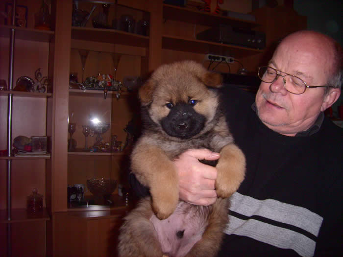 D-Joschka mit 8 Wochen