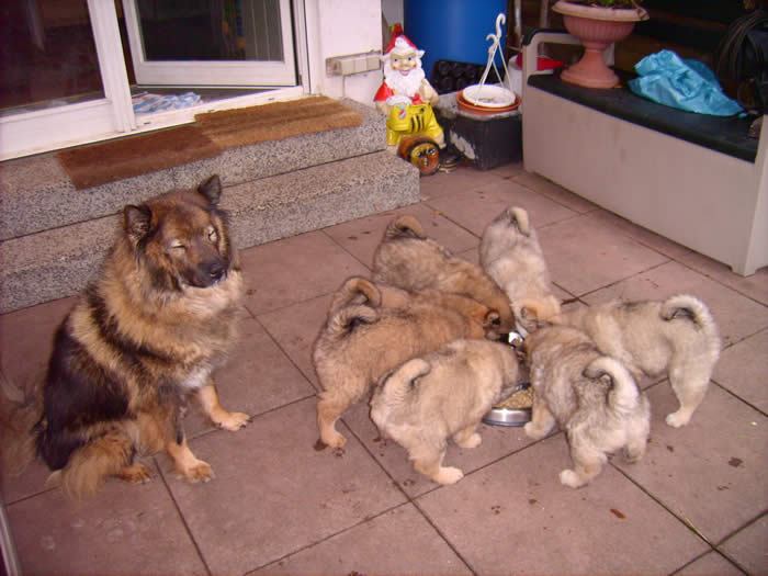 Carry mit D-Wurf 6 Wochen