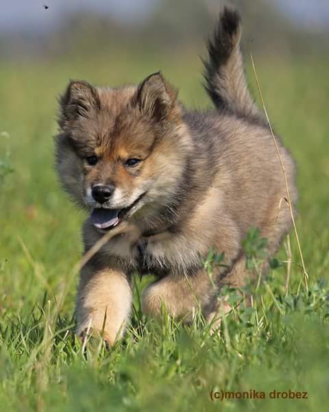 Eurasierwelpen Von Brusendorf