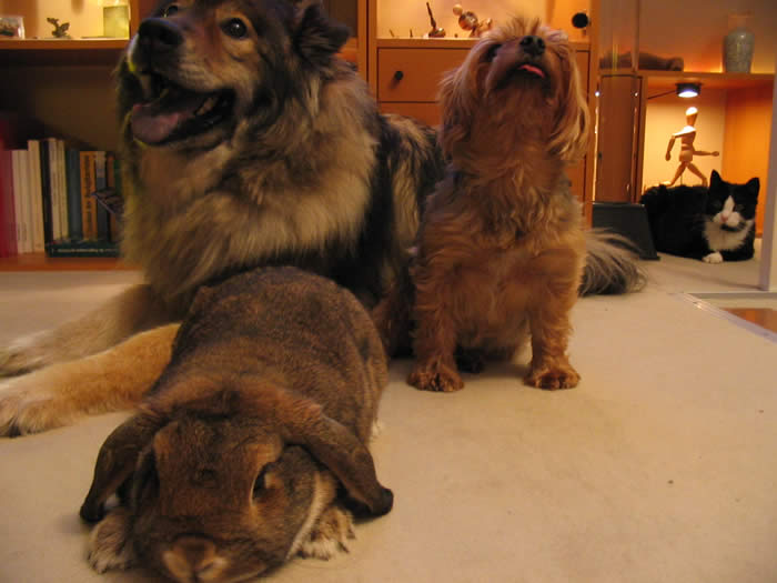 Cira mit ihren drei tierischen Freunde
