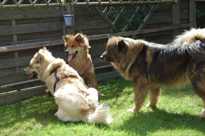 Carry m. Django u. Duffy